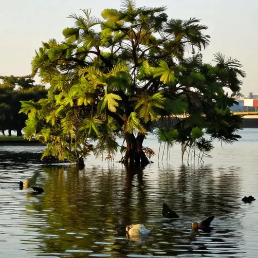 Explorando os Manguezais de Aracaju: um Patrimônio Natural Explorando os Manguezais de Aracaju: um Patrimônio Natural